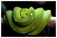 Budapest zoo 2009