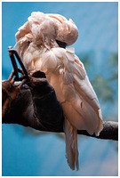 Moscow zoo 2010